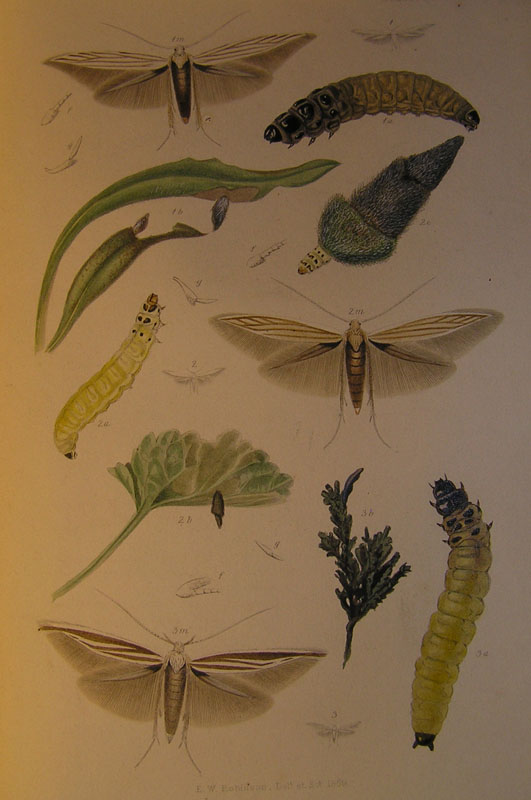 Le Coleophoridae d''Italia